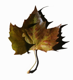 image of fall leaf